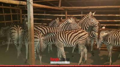 Zebras found in cattle shed at Sharsha Upazila, Jashore on Tuesday (May 8)