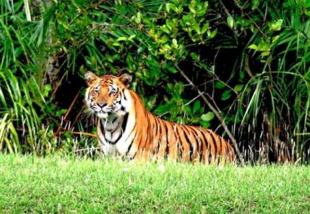 Royal Bengal Tiger. Photo: Collected.