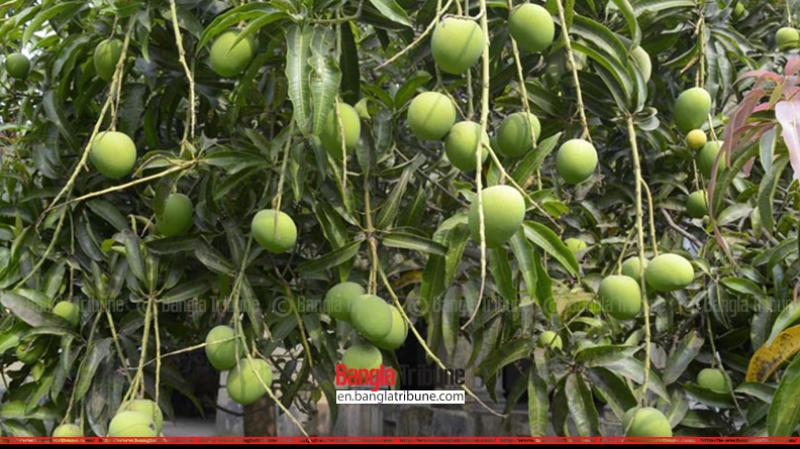 A tree full of mangoes in Rajshahi