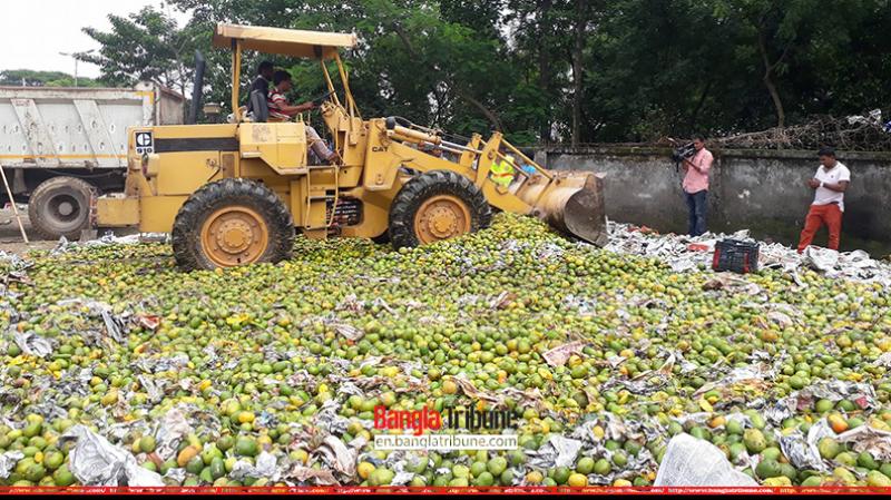 A bulldozer mows down contaminated mangos in Mirpur, Dhaka