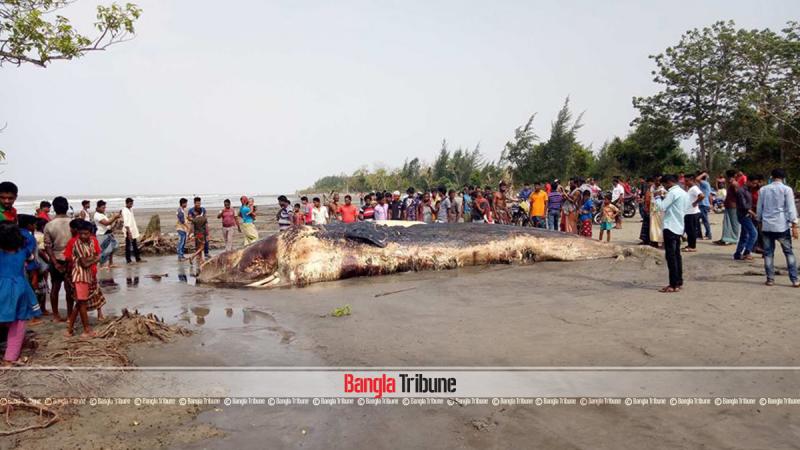 A 40-feet-long dead whale has washed up on a beach in southern Bangladesh district of Patuakhali on May 19, 2018.