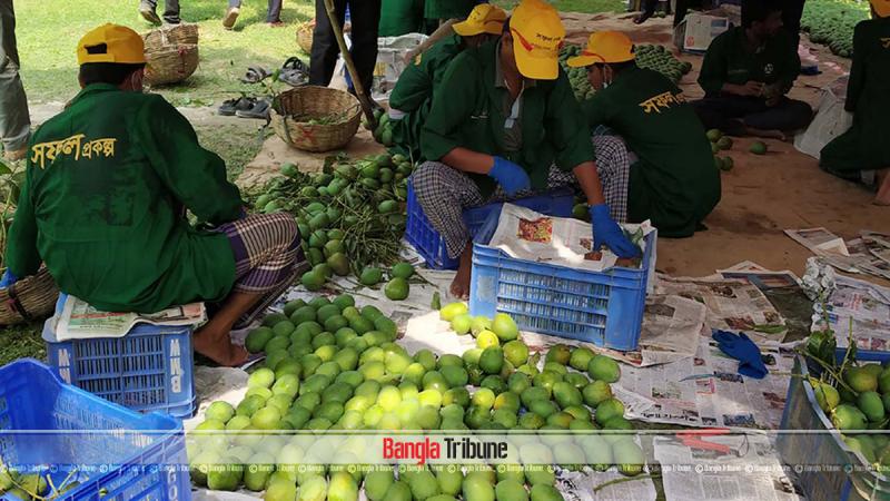 Farmers are sorting out mangoes for exporting to European market.