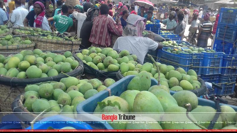 Everyday about 2,500 maunds of mangoes are brought to the market