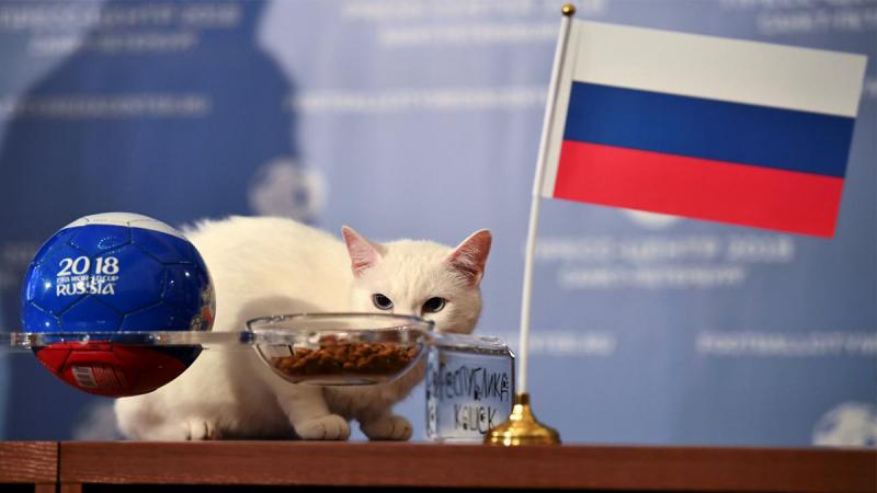 Achilles the cat, one of the State Hermitage Museum mice hunters, attempts to predict the result of the opening match of the 2018 FIFA World Cup between Russia and Saudi Arabia during an event in Saint Petersburg, Russia Jun 13, 2018. Reuters
