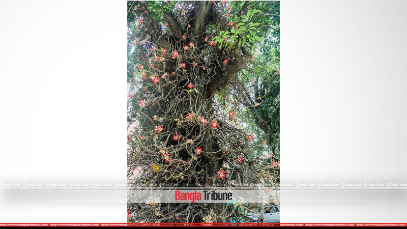 Cannonball tree. BANGLATRIBUNE/Sazzad Hossain