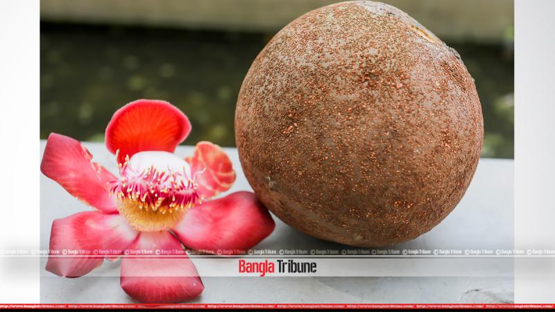 Cannonball flower & Cannonball fruit. BANGLATRIBUNE/Sazzad Hossain