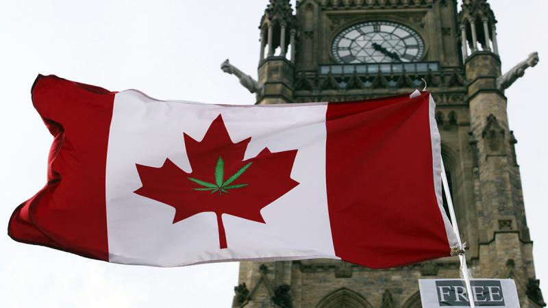 As the first major economy to fully legalise cannabis, Canada`s regulatory rollout will be closely watched by other nations considering the same path. REUTERS