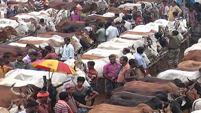 11.6 million animals for Eid slaughtering: Govt