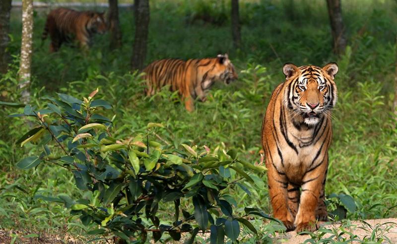 Royal Bengal Tiger at Sundarban.