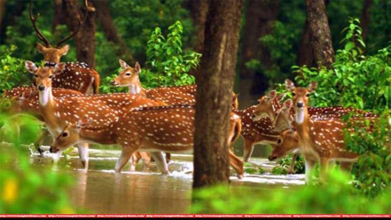 Deers are moving at Nijhum Dwip. PHOTO: Collected