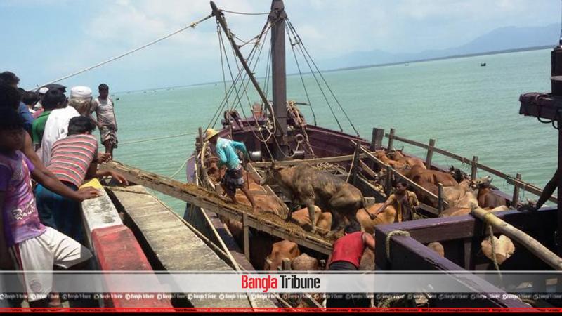 Cattle being imported from Myanmar