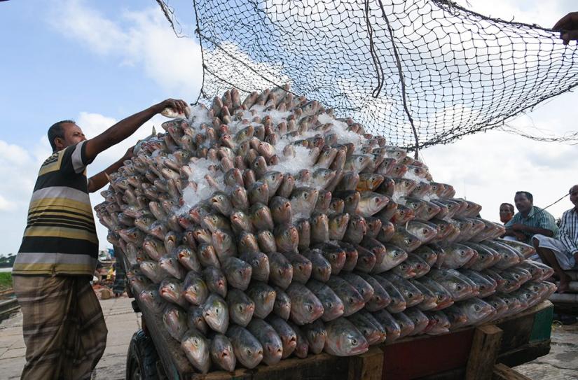 Massive hauls of Ilish being unloaded and prepped for transport at Fishery Ghat in Chittagong on July 10, 2017  FILE PHOTO