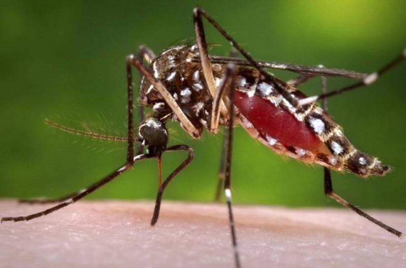 Female Aedes aegypti mosquito, a carrier of dengue and chikungunya. REUTERS/FILE PHOTO