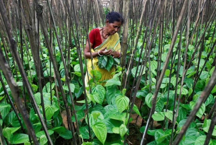 A woman plucks betel leaves at a farm on the outskirts of Agartala, India, August 6, 2018. REUTERS