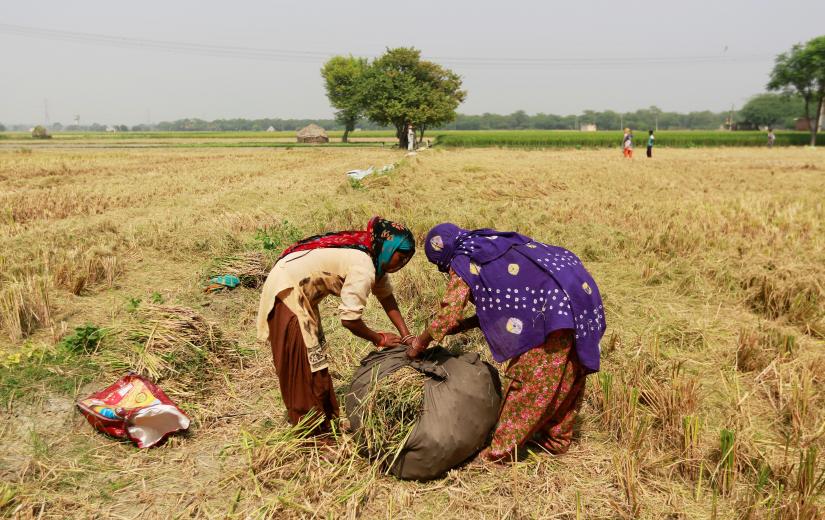 Women collect stubble from a rice field in Gharaunda in the northern state of Haryana, India, October 9, 2018.  Picture taken October 9, 2018. REUTERS
