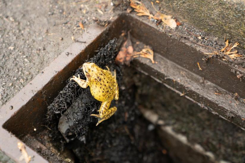 `Frog ladders` help critters escape death-trap drains. REUTERS