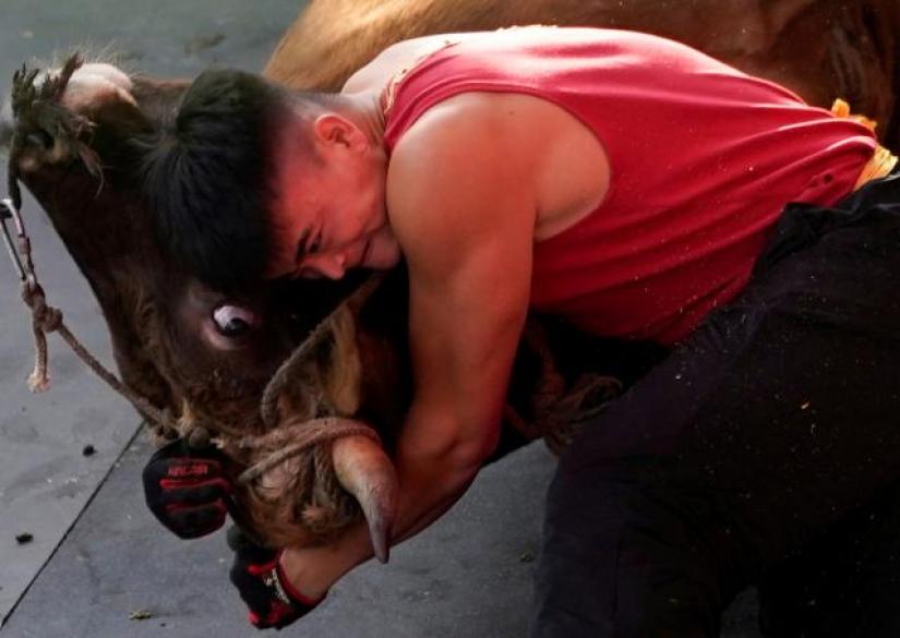 Zhong Xiaojie, 19, wrestles a bull to the ground during a bullfight in Jiaxing, Zhejiang province, China on Oct 27, 2018. REUTERS/FILE PHOTO