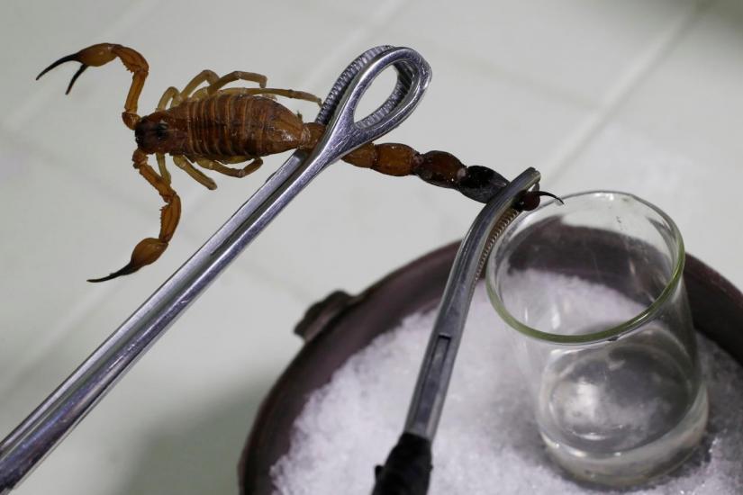 A worker extracts venom from a scorpion to produce homeopathic medicine Vidatox at LABIOFAM, the Cuban state manufacturer of medicinal and personal hygienic products, in Cienfuegos, Cuba, December 3, 2018. REUTERS/FILE PHOTO