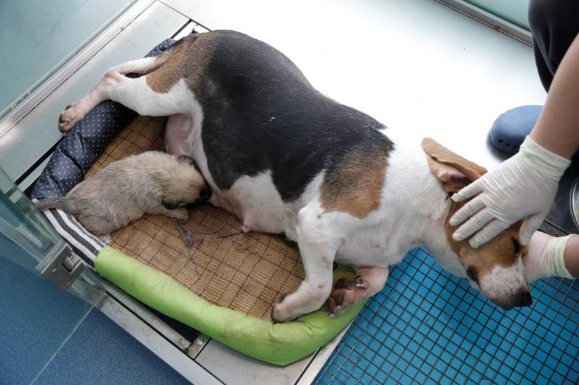 Twenty-four-day old clone of Juice feeds off its surrogate mother, a Beagle dog with the ID number NTR1917, at the biotech company Sinogene in Beijing, China October 11, 2018. REUTERS/FILE PHOTO