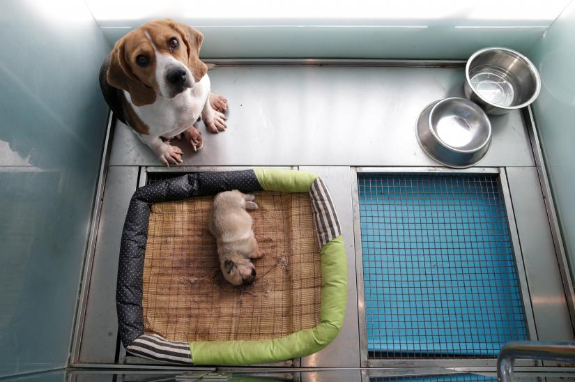 A Beagle with the ID number NTR1917, who is the surrogate mother of the 24 day-old clone of Juice, shares an enclosure with its offspring at the biotech company Sinogene in Beijing, China October 11, 2018. REUTERS FILE PHOTO
