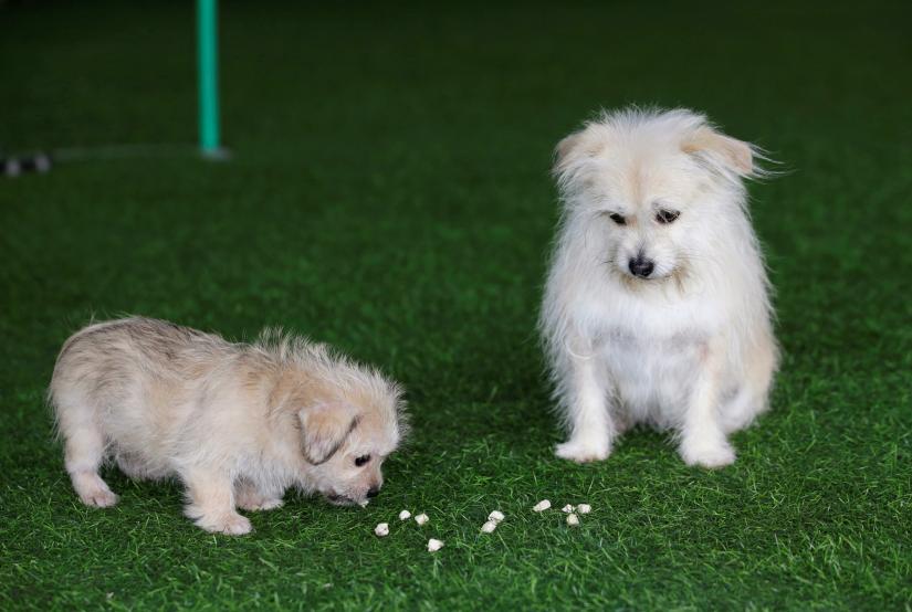 Nine-year-old Juice looks at its two-month-old clone at He Jun`s pet resort in Beijing, China November 26, 2018. Picture taken November 26, 2018. REUTERS