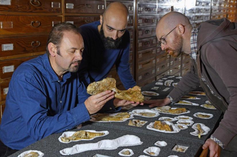 Paleontologist Cristiano Dal Sasso (L) and co-authors Simone Maganuco and Andrea Cau (R) examine the bones of the Jurassic dinosaur Saltriovenator, at the Natural History Museum of Milan, deposited in the Museum collections in this undated handout photo obtained by Reuters December 18, 2018. Gabriele Bindellini/Handout via REUTERS