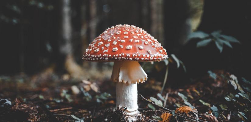 Researchers can tune in to the sounds of the forest floor. Image: Florian van Duyn/Unsplash