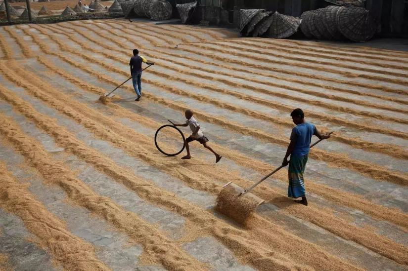 A boy plays with bicycle tire while workers dry rice on a rice-processing mill in Muktarpur, on the outskirt of Dhaka, Bangladesh, December 29, 2016. REUTERS