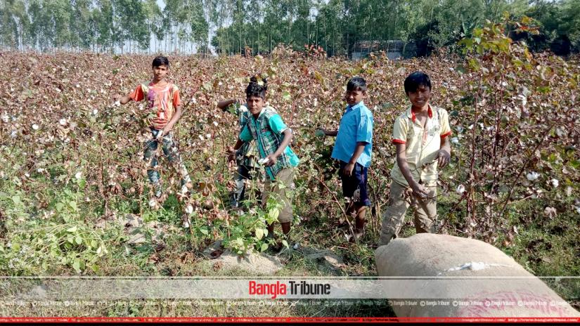 Cotton cultivation is fast becoming popular among Jamalpur Char area farmers