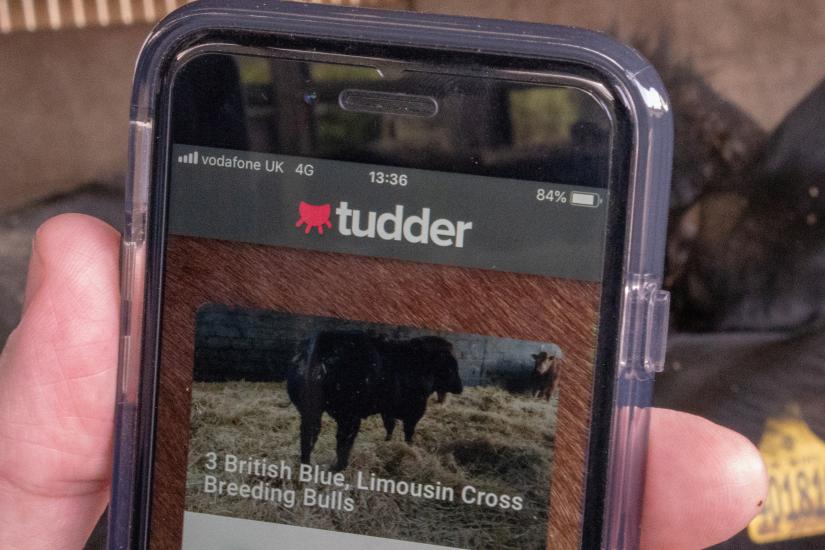 A Tinder-inspired app called Tudder, which helps farmers match up potential partners for their cattle, is demonstrated at a farm in Hampshire, Britain February 12, 2019. Picture taken February 12, 2019. REUTERS
