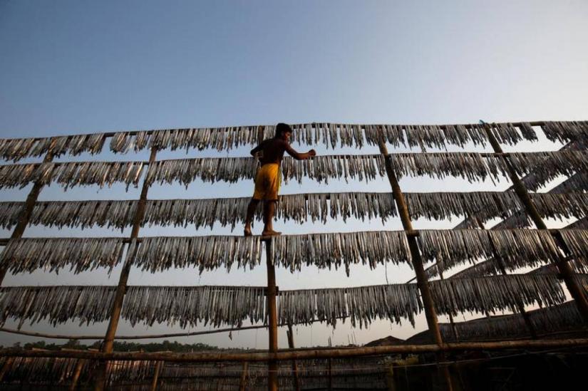 A Bangladeshi worker works in a dry fish processing yard in Cox`s Bazar, Bangladesh April 13, 2017. REUTERS