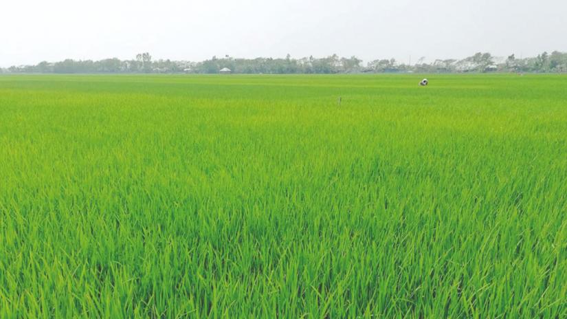 Boro cultivation picks up pace in Khulna’s Koyra upazila, after saltwater shrimp farming decreased due to gradual increase of farmlands’ height.