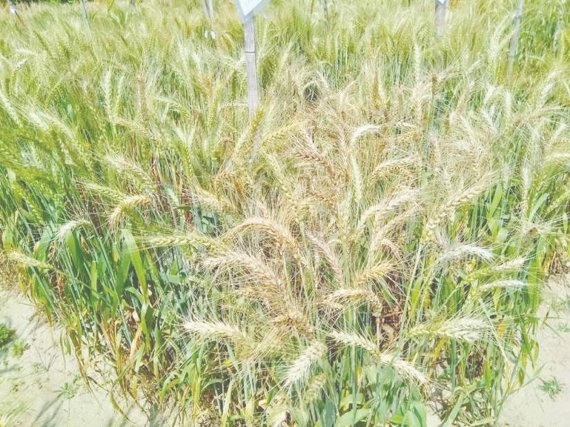 A blast affected wheat field in Meherpur Courtesy