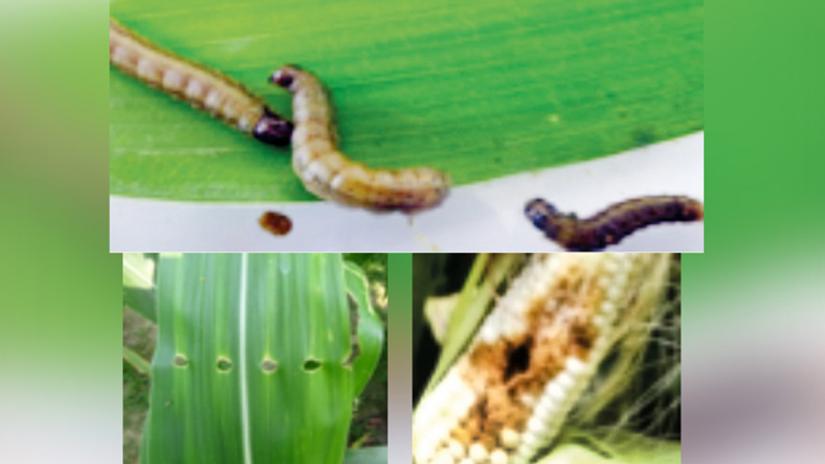 Fall Armyworm – a plant pest, alien to Asia – is invading the cornfields across the continent; triggering a high alert about future food security. Courtesy
