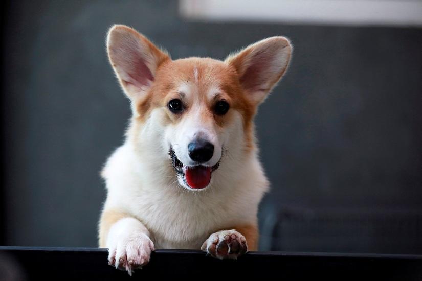 A Corgi dog is seen at Corgi in the Garden cafe in Bangkok, Thailand, March 15, 2019. Picture taken March 15, 2019. REUTERS/File Photo