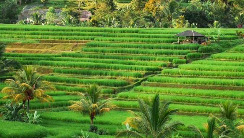 Intensive farming, in Indonesia, helps to drive global greening. Unsplash/Claudia Fernández Ortiz