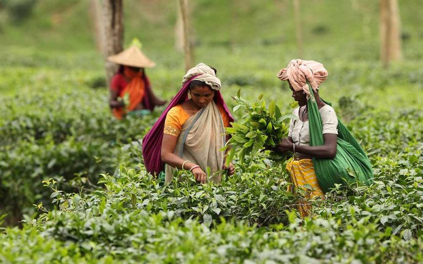 File photo of tea garden workers at a tea plantation in Sylhet PHOTO/Syed Zakir Hossain