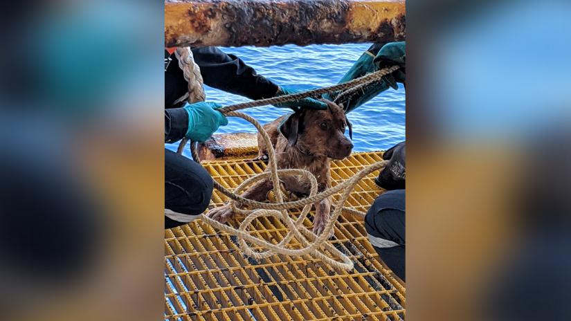 Workers help a stranded dog after being found swimming in the Gulf of Thailand, Thailand April 12, 2019 in this still image obtained from a social media video on April 16, 2019. FACEBOOK / VITISAK PAYALAW/via REUTERS