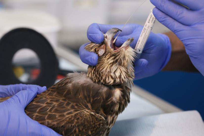 A falcon receives medical treatment at the Abu Dhabi Falcon Hospital in Abu Dhabi, United Arab Emirates April 28, 2019.