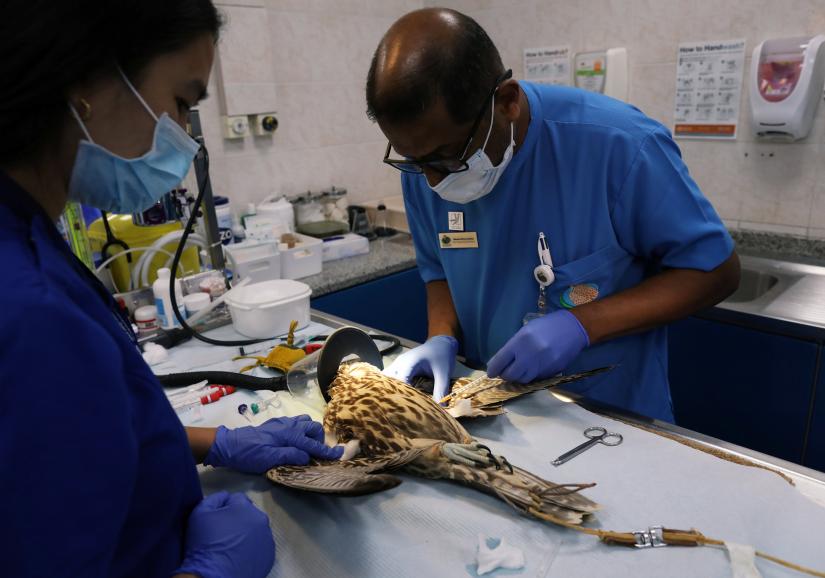 A falcon receives medical treatment at the Abu Dhabi Falcon Hospital in Abu Dhabi, United Arab Emirates April 28, 2019.
