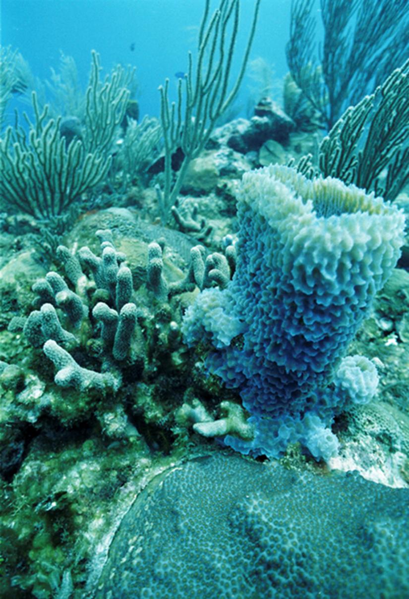 FILE PHOTO: An undated photo shows the effect of `bleaching` on coral off Caye Caulker, Belize. Much of the 200 miles (320 km) of Belize`s coral reef has been `bleached` in the last decade and some scientists warn it is likely to die, a victim of global warming. REUTERS