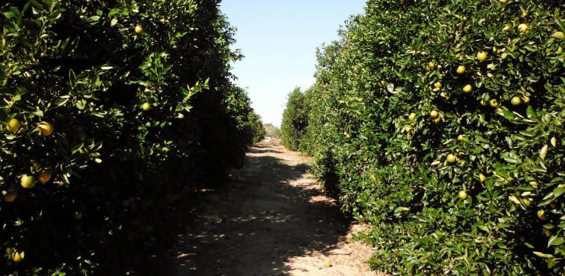 Florida’s citrus crops respond well to the new soil additive.  WIKIMEDIA COMMONS