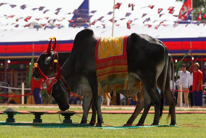 Cambodia`s royal oxen eat during a royal ploughing ceremony in Takeo province, Cambodia, May 22, 2019. REUTERS