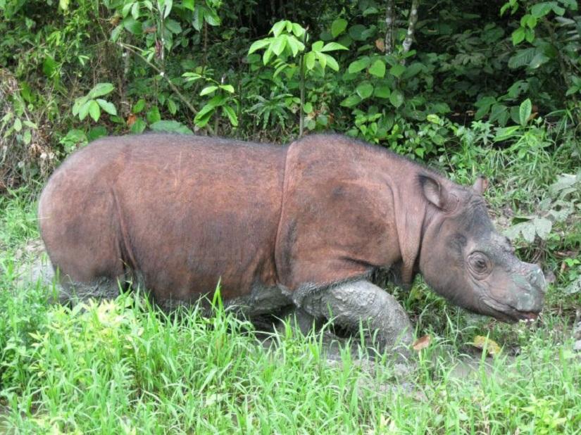 Tam was one of two remaining Sumatran rhinos in Sabah that was kept in captivity with the hopes of breeding but efforts have not produced results for years. ― Picture courtesy of Borneo Rhino Alliance