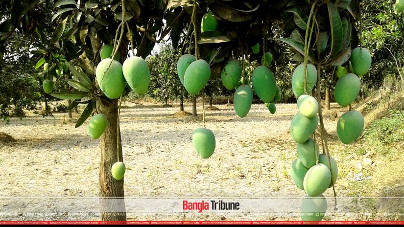 The picture shows a tree full of mangoes at an orchard in Porsha of Naogaon