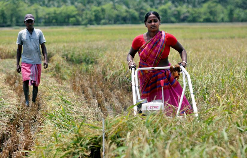 This undated photo shows a woman working in a paddy field in Khulna. PHOTO/BRAC