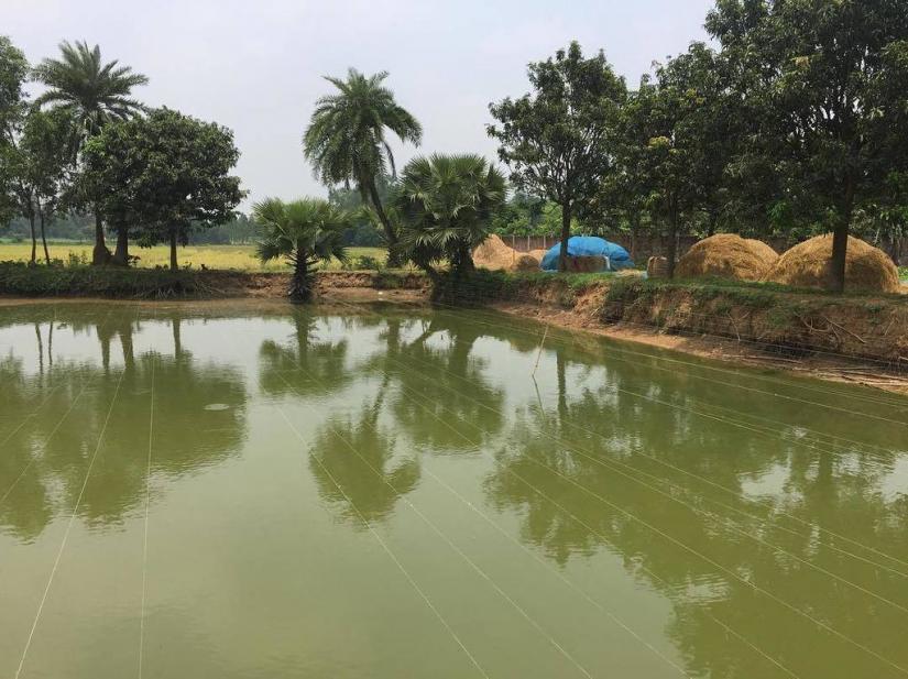 The Agriculture Ministry has taken up a Tk 1.28 billion plan to dig up 725 ponds to be used to irrigate farmlands on small scale and cultivate fish in five districts. TWITTER/@asif2bd