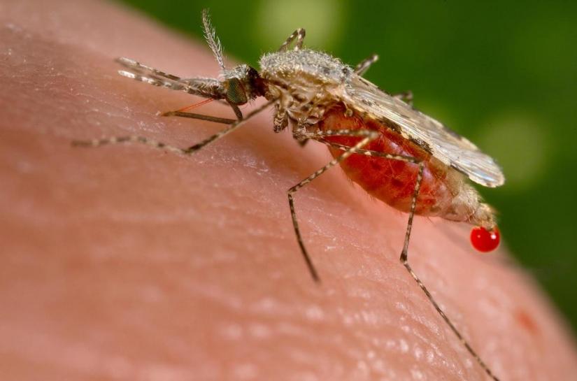 An Anopheles stephensi mosquito obtains a blood meal from a human host through its pointed proboscis in this undated handout photo obtained by Reuters November 23, 2015. REUTERS/CDC/Handout via Reuters