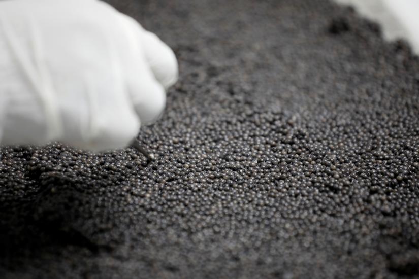An employee uses tweezers to sort through caviar on the processing line at the Acipenser fish farm in Ambatolaona, Madagascar, September 10, 2019. REUTERS