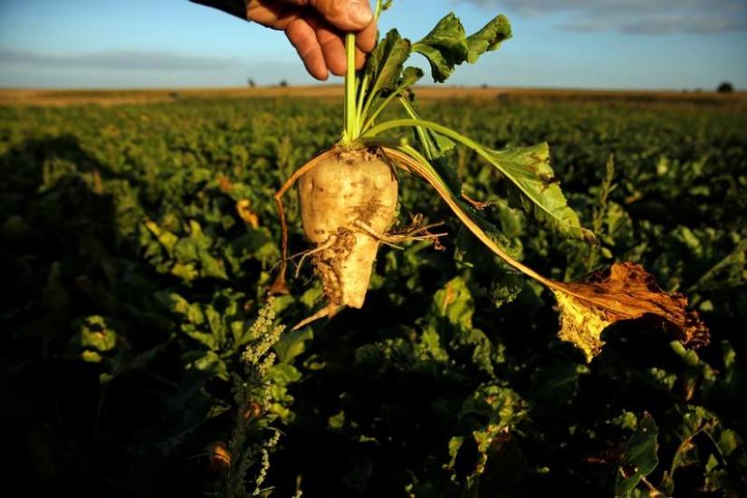 A French farmer holds a sugar beet from his dry field, as extreme drought hits France, in Blecourt, France, September 18, 2019. REUTERS